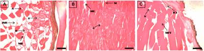 Biosafety, histological alterations and residue depletion of feed administered anti-parasitic drug emamectin benzoate in golden mahseer, Tor putitora (Hamilton, 1822) as a model candidate fish for sport fishery and conservation in temperate waters